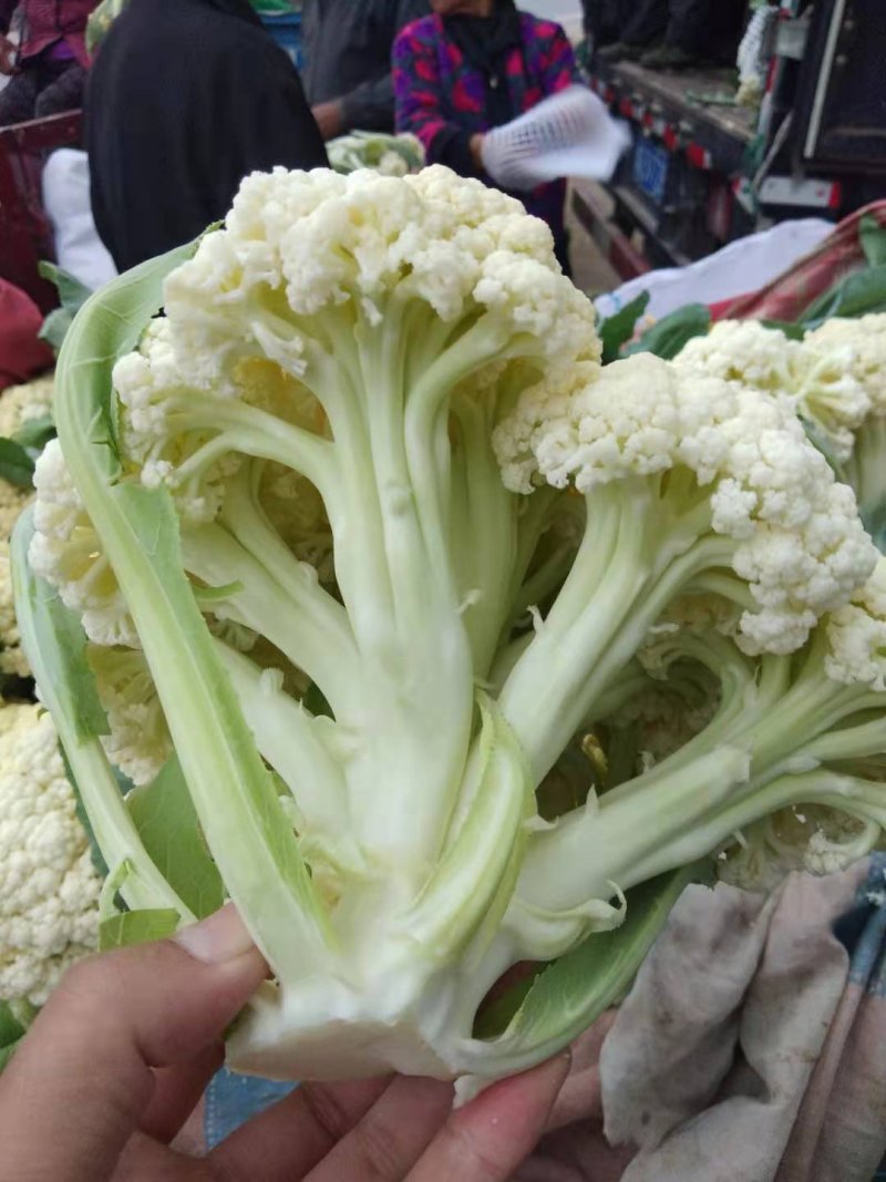 菜花万亩基地，欢迎你来采购。青梗白