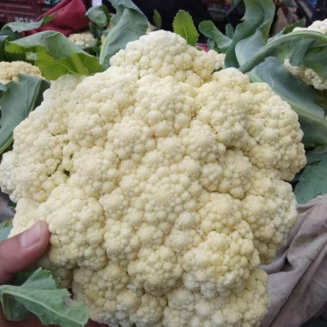 菜花万亩基地，欢迎你来采购。青梗白