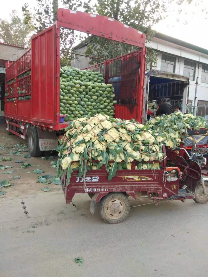 菜花万亩基地，欢迎你来采购。青梗白