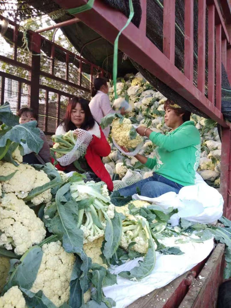菜花万亩基地，欢迎你来采购。青梗白