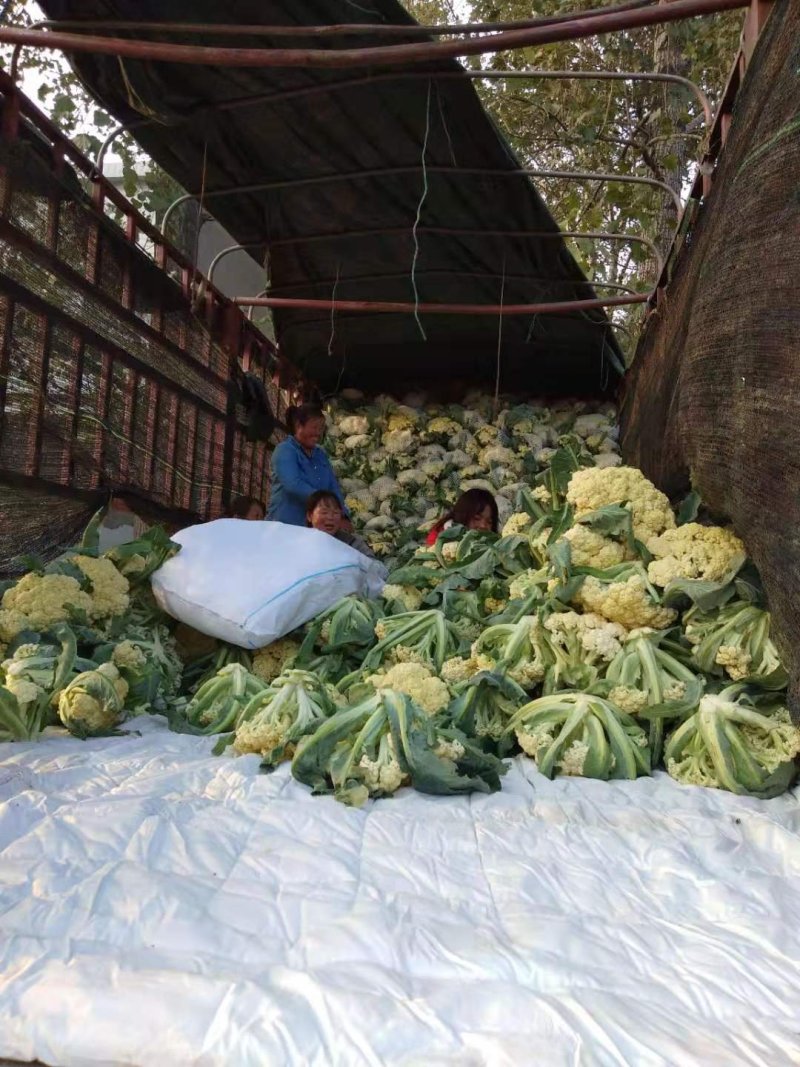 菜花万亩基地，欢迎你来采购。青梗白