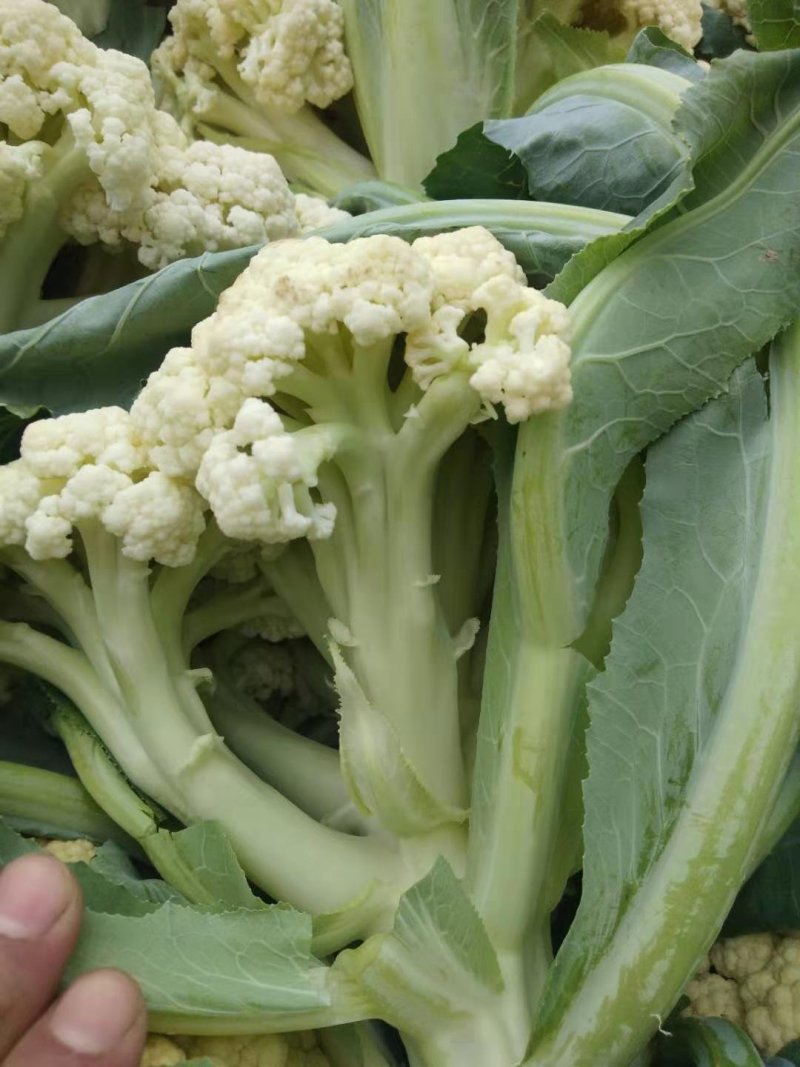 菜花白面，青梗，有机花菜。基地直供万亩基地欢迎你来采购。