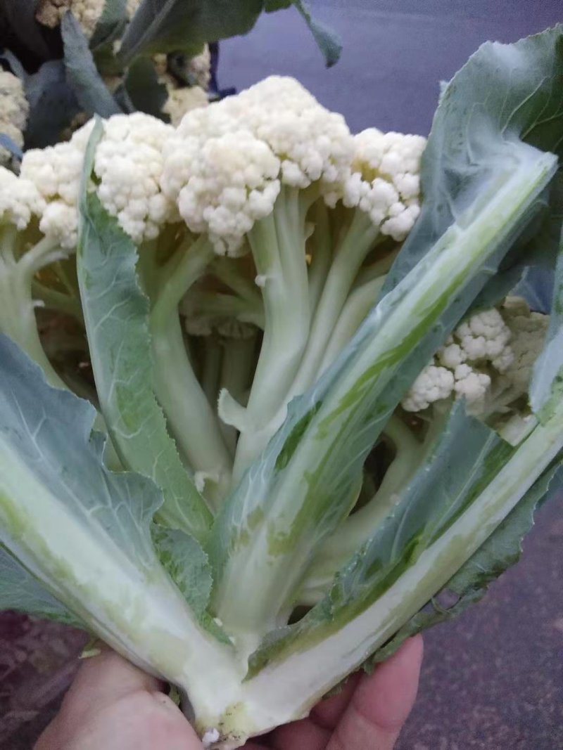 菜花白面，青梗，有机花菜。基地直供万亩基地欢迎你来采购。