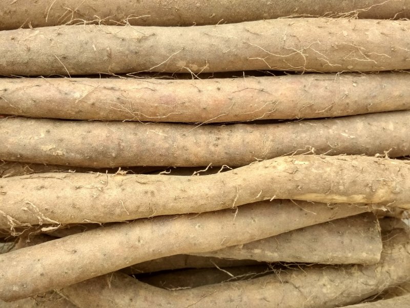 白玉山药，量大优惠，欢迎各地客商们过来选购