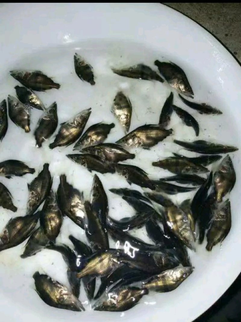 淡水鱼类，各种垂钓鱼