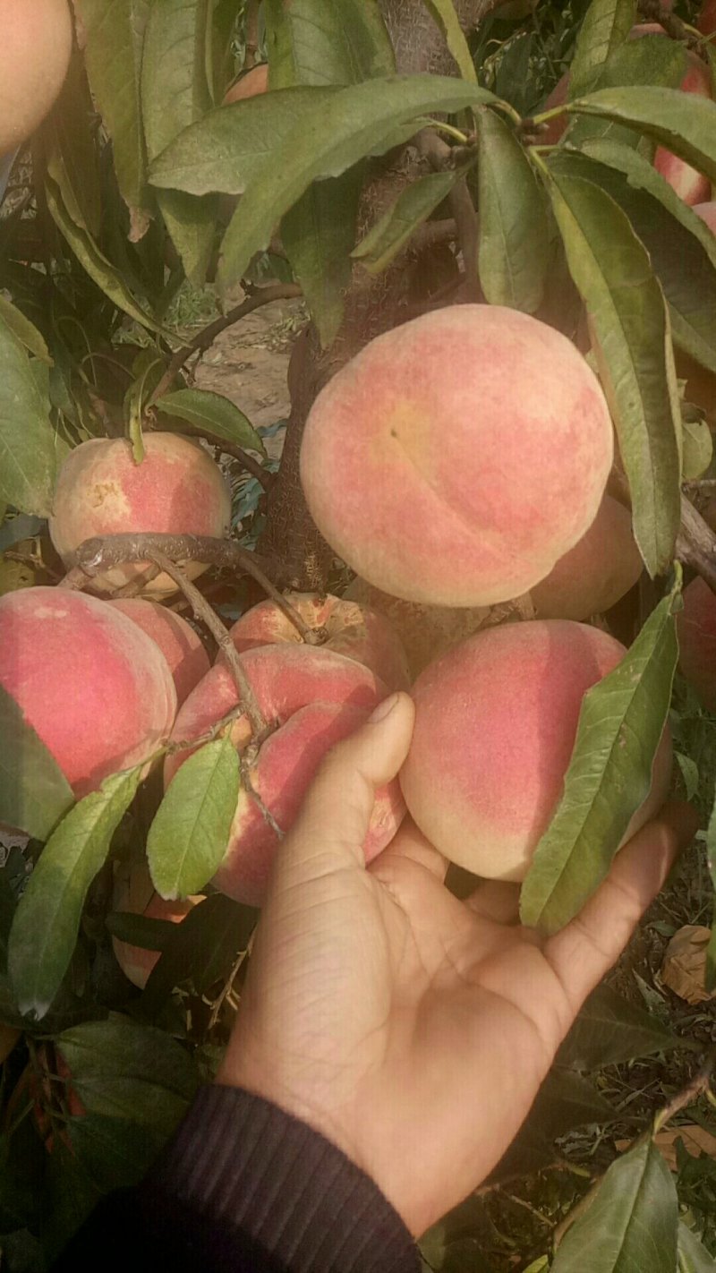 迎双红桃