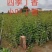 紫丁香苗，丁香苗