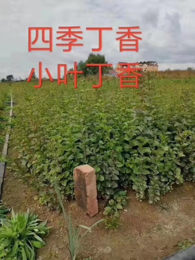 紫丁香苗，丁香苗