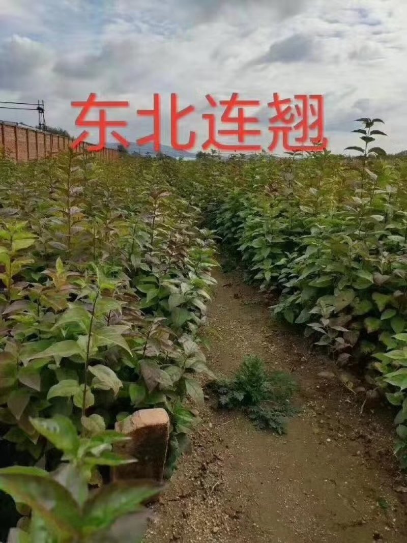 连翘，东北连翘