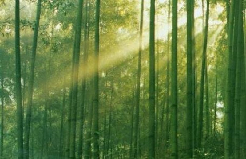 大量楠竹上市，各种尺寸都有，需提前下单预定，成信经营，