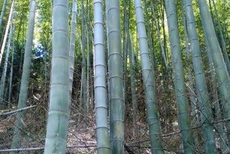 大量楠竹上市，各种尺寸都有，需提前下单预定，成信经营，