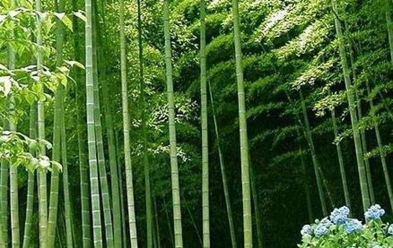 大量楠竹上市，各种尺寸都有，需提前下单预定，成信经营，