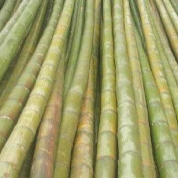 大量楠竹上市，各种尺寸都有，需提前下单预定，成信经营，