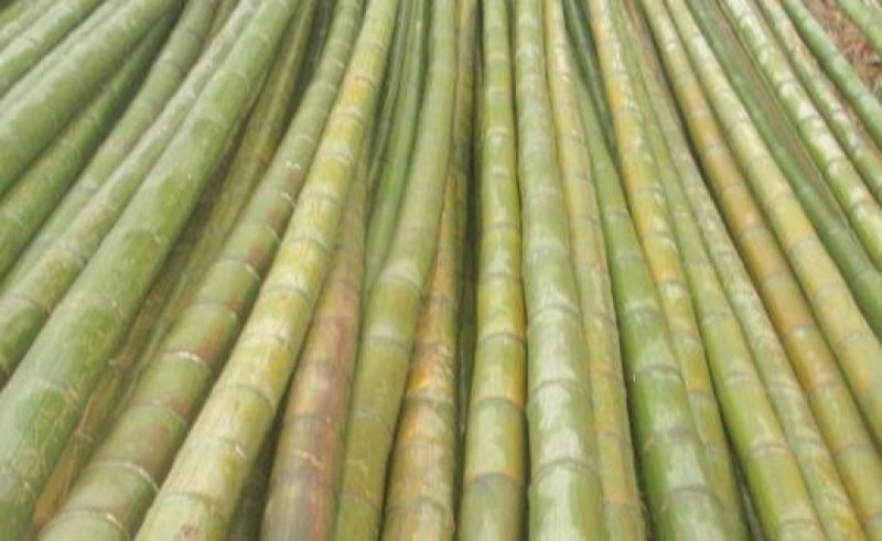 大量楠竹上市，各种尺寸都有，需提前下单预定，成信经营，