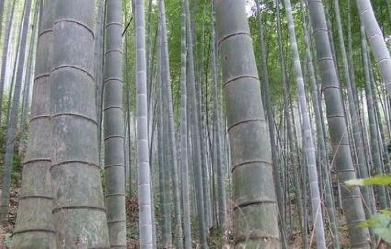 大量楠竹上市，各种尺寸都有，需提前下单预定，成信经营，