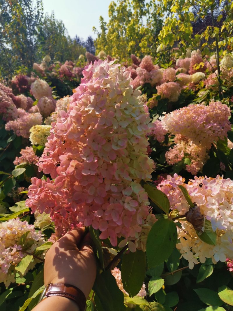 木绣球，大花水亚木
