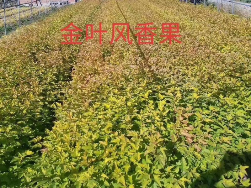 金叶枫箱果苗