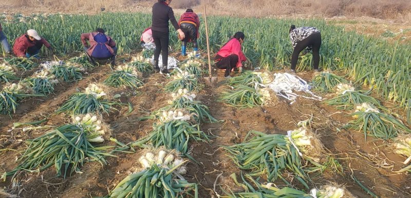河北大葱鸡腿大葱大头葱头大白长万亩货源欢迎致电