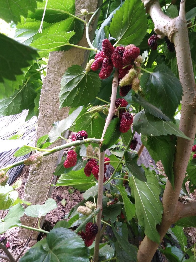 500000棵桑树苗现货，各种规格。