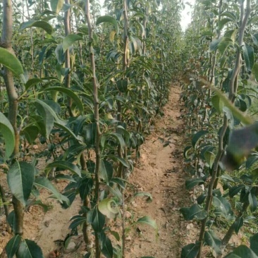 山东烟台专业育苗基地，秋月梨苗，正宗山农酥梨！！！