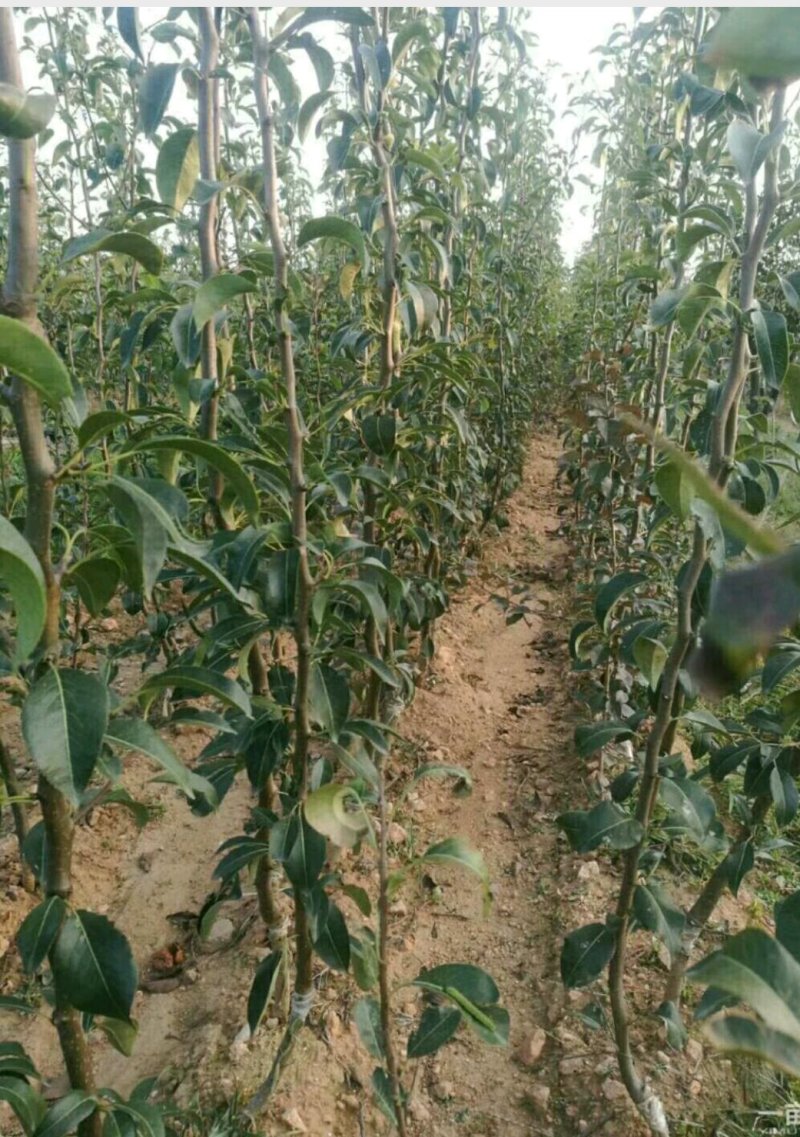 山东烟台专业育苗基地，秋月梨苗，正宗山农酥梨！！！
