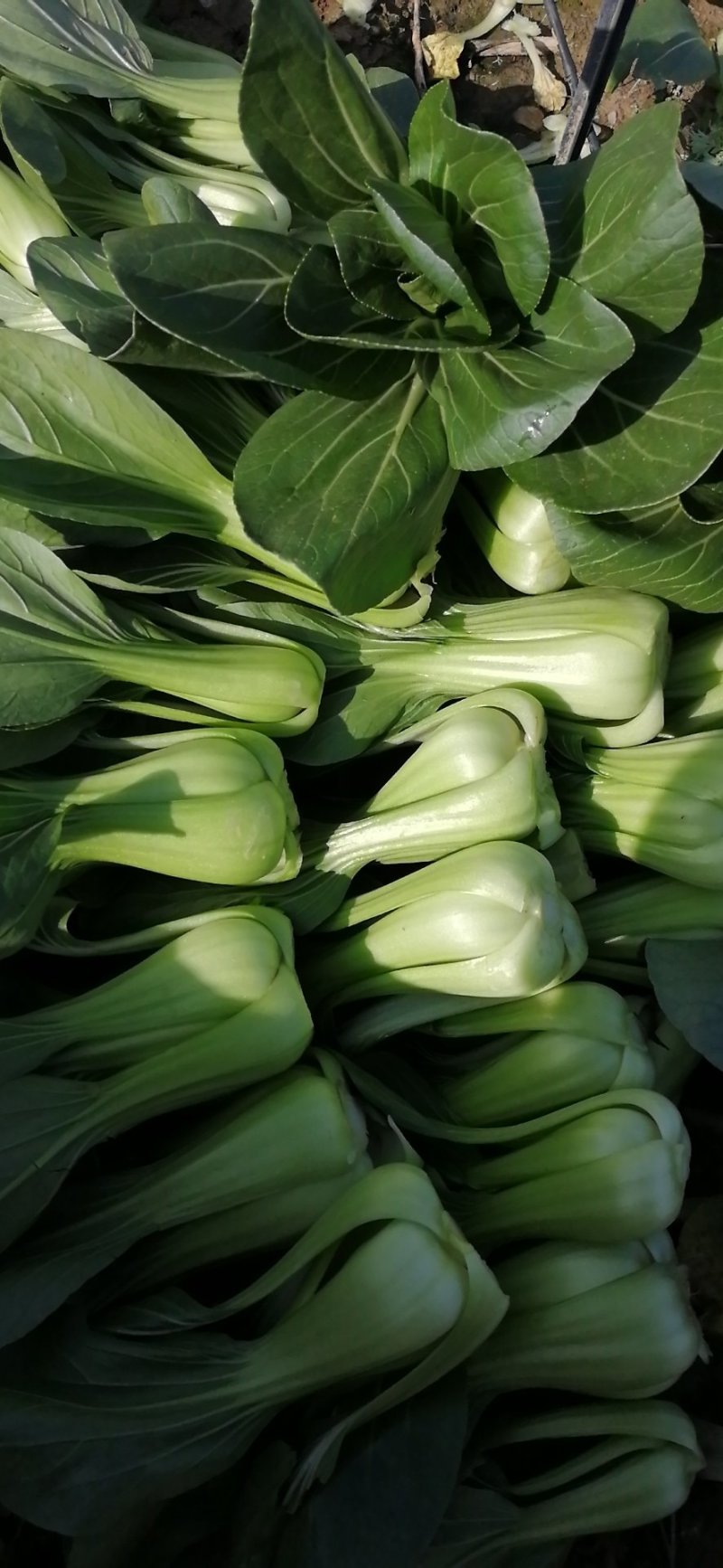 珍品九九青梗菜青菜种籽
