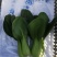 珍品九九青梗菜青菜种籽