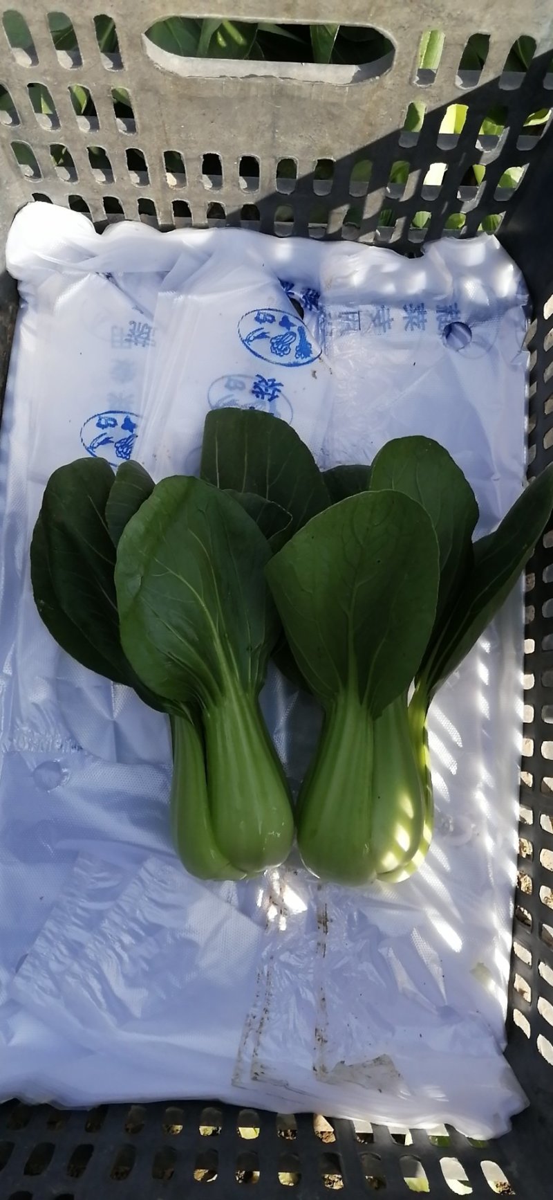 珍品九九青梗菜青菜种籽