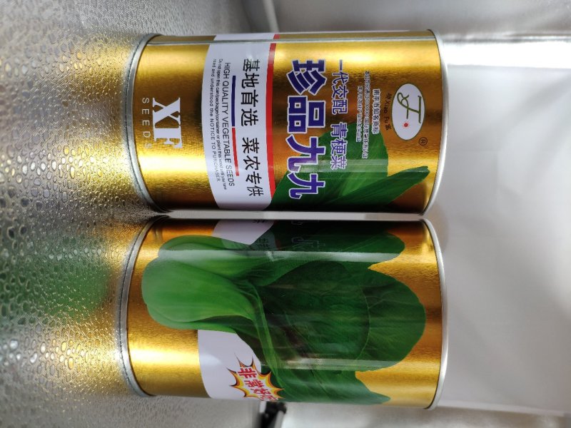 珍品九九青梗菜青菜种籽