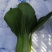 珍品九九青梗菜青菜种籽