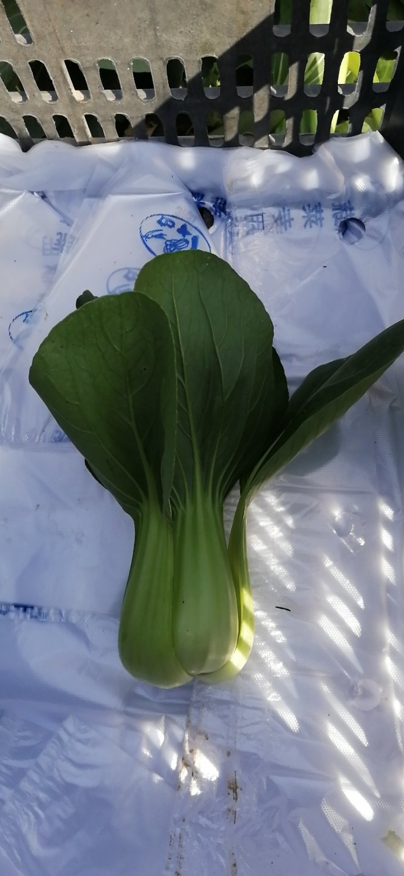 珍品九九青梗菜青菜种籽