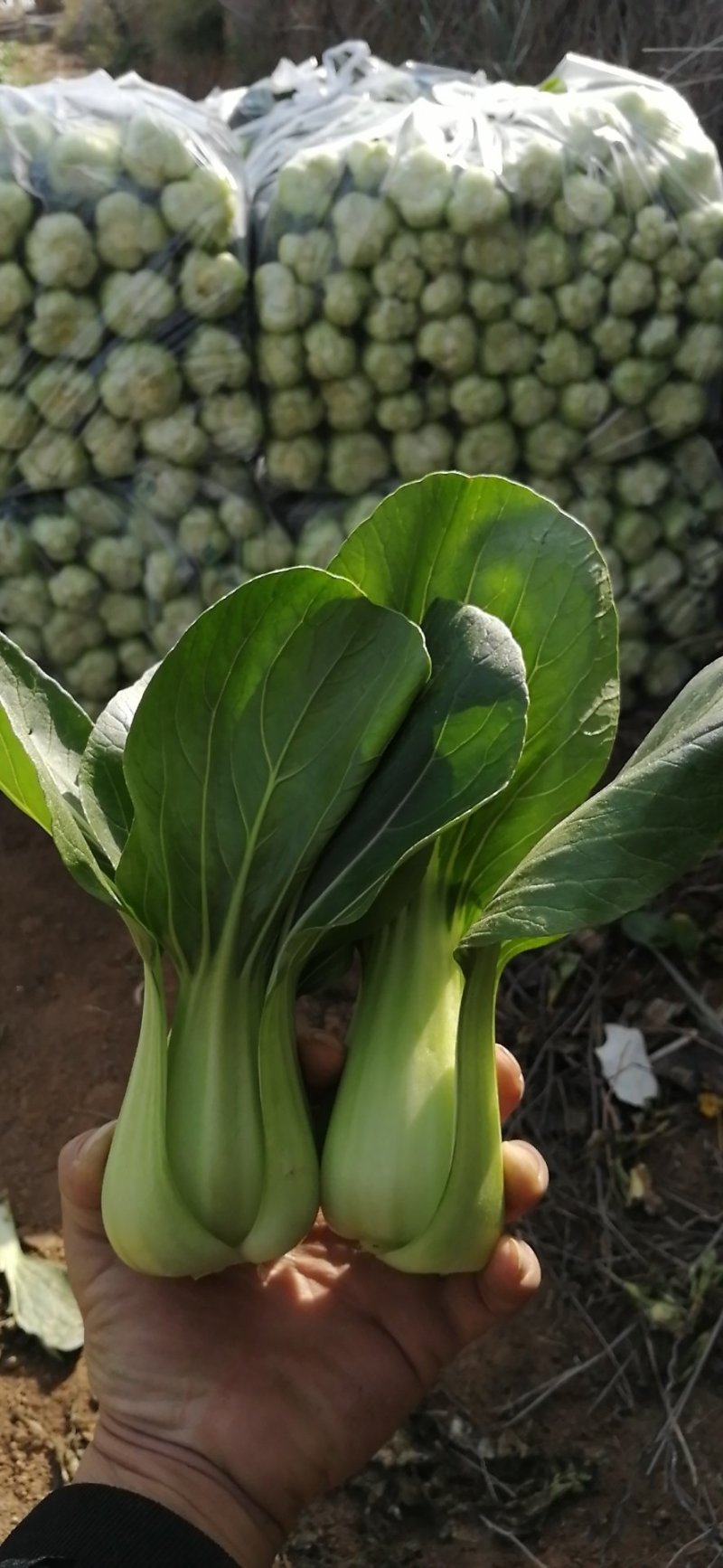 珍品九九青梗菜青菜种籽
