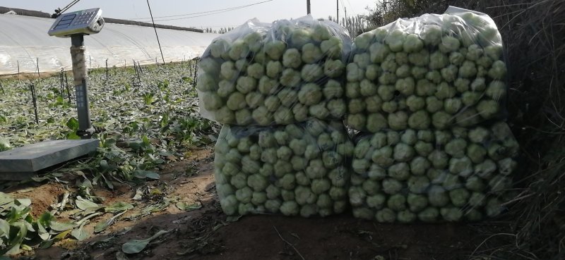 珍品九九青梗菜青菜种籽