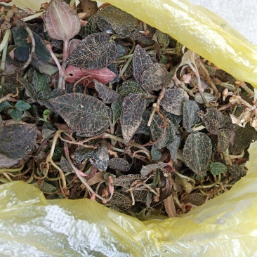 下山金线莲，鲜货请看清楚图片