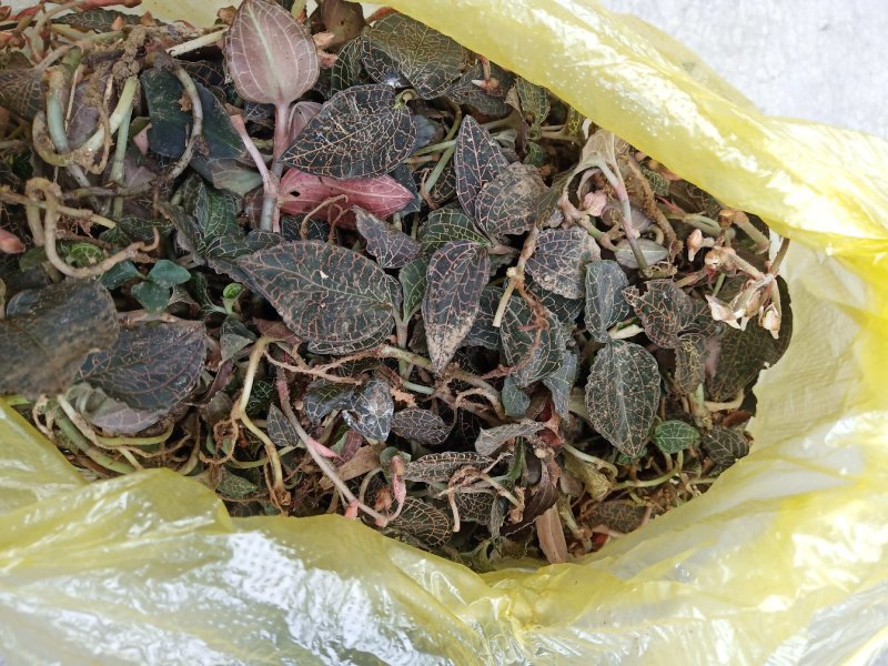 下山金线莲，鲜货请看清楚图片