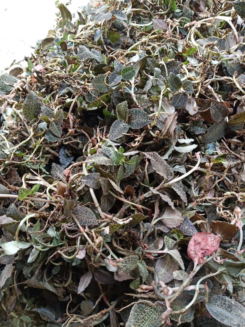 下山金线莲，鲜货请看清楚图片