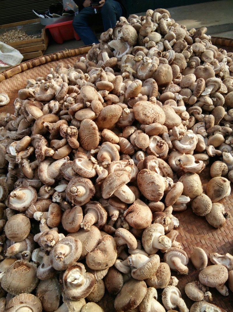 河南内乡春栽天然鲜菇现货大量供应，品质保证