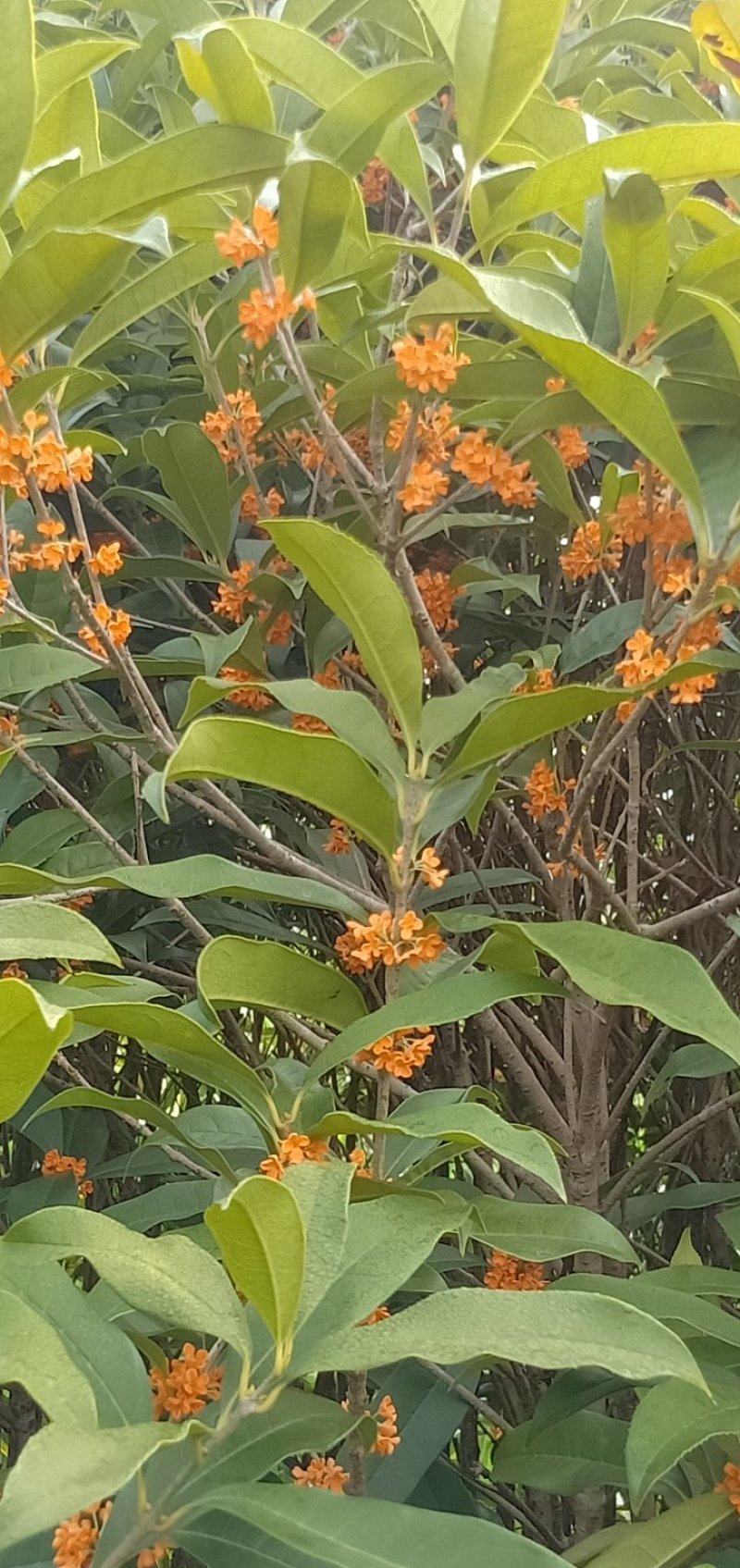 丹桂，自产自销，花色好，广西桂林，自产自销，欢迎踩购，
