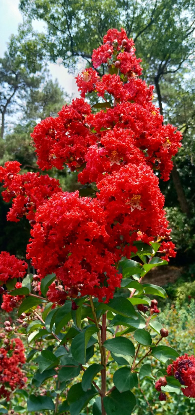 丹桂，自产自销，花色好，广西桂林，自产自销，欢迎踩购，