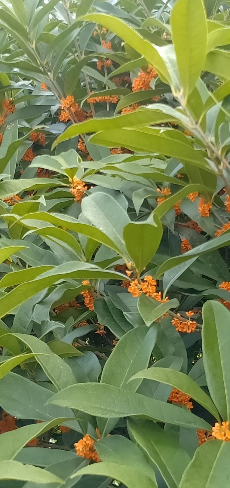 丹桂，自产自销，花色好，广西桂林，自产自销，欢迎踩购，