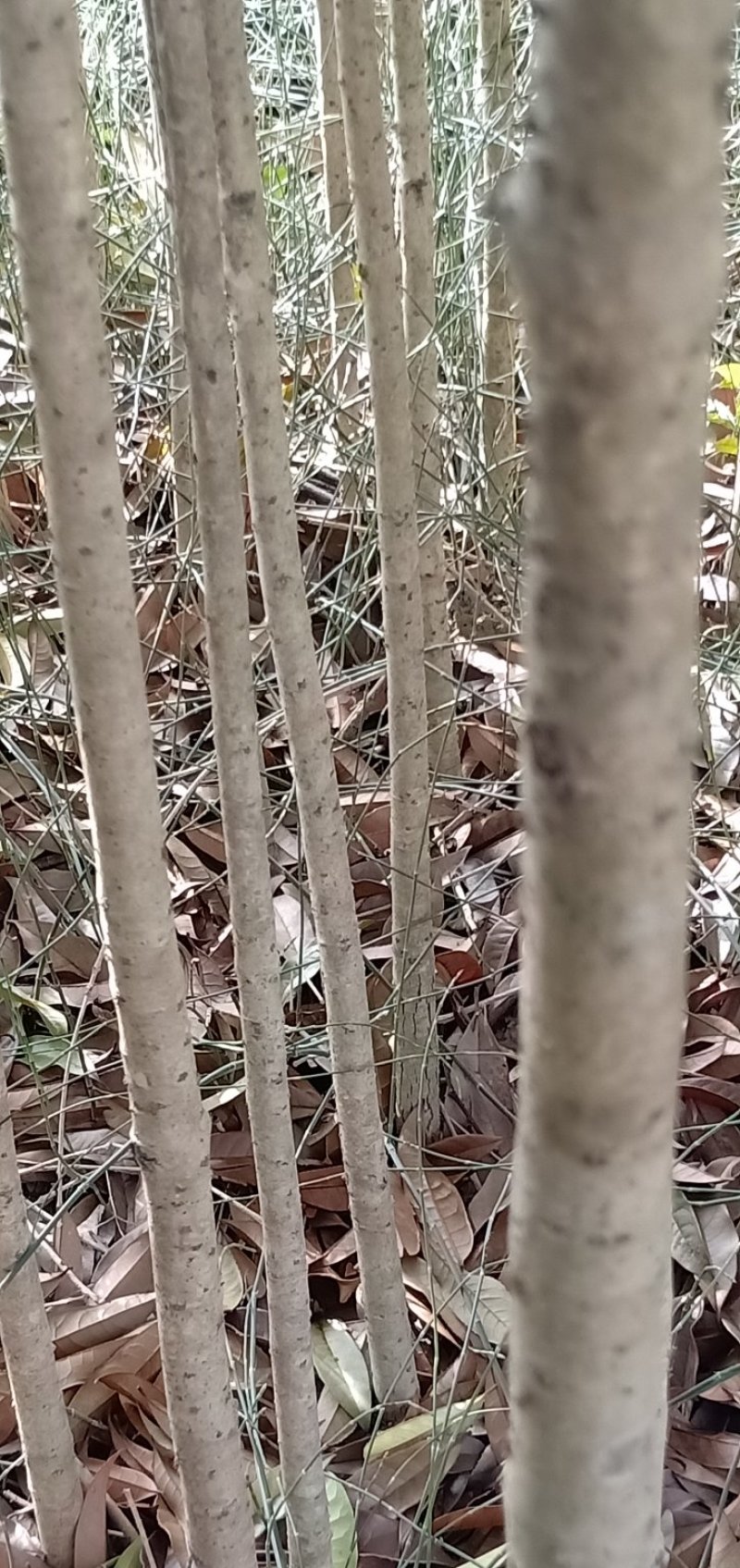 丹桂，自产自销，花色好，广西桂林，自产自销，欢迎踩购，