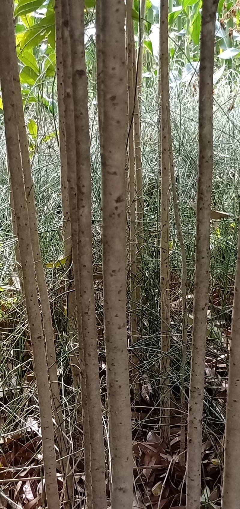 丹桂，自产自销，花色好，广西桂林，自产自销，欢迎踩购，