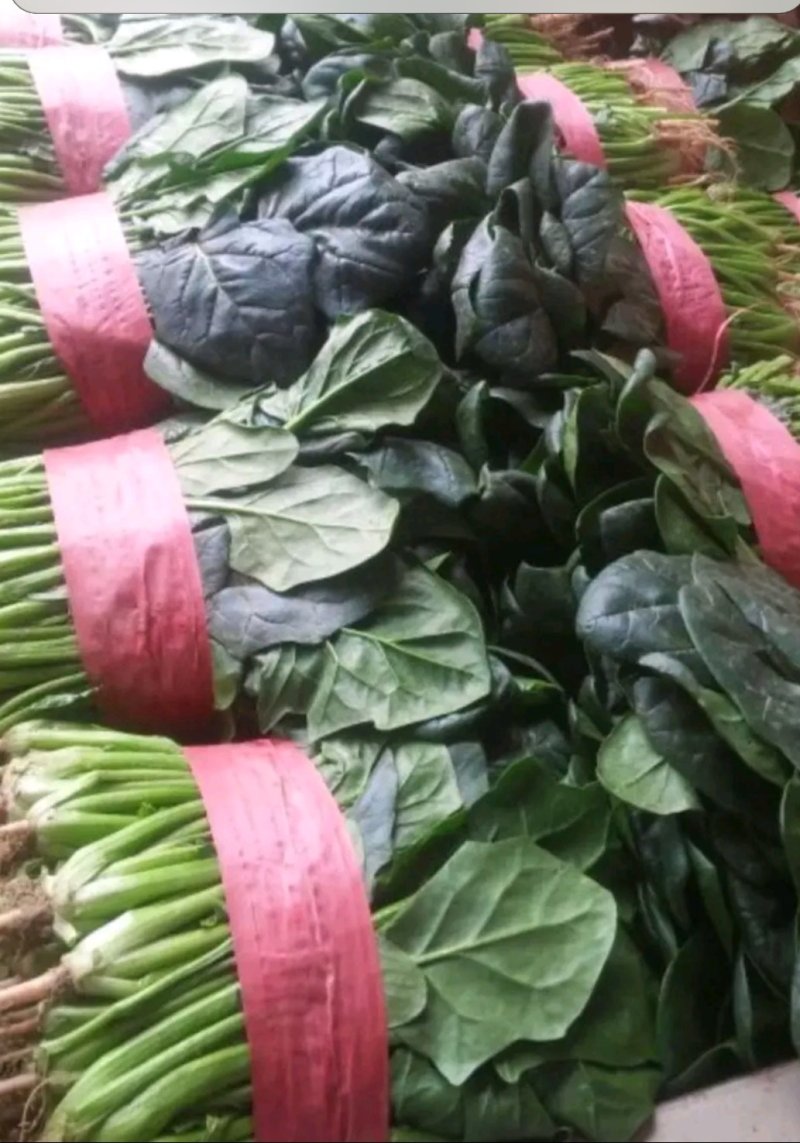 河南菠菜，精品大叶菠菜，万亩基地直供，欢迎考察选购