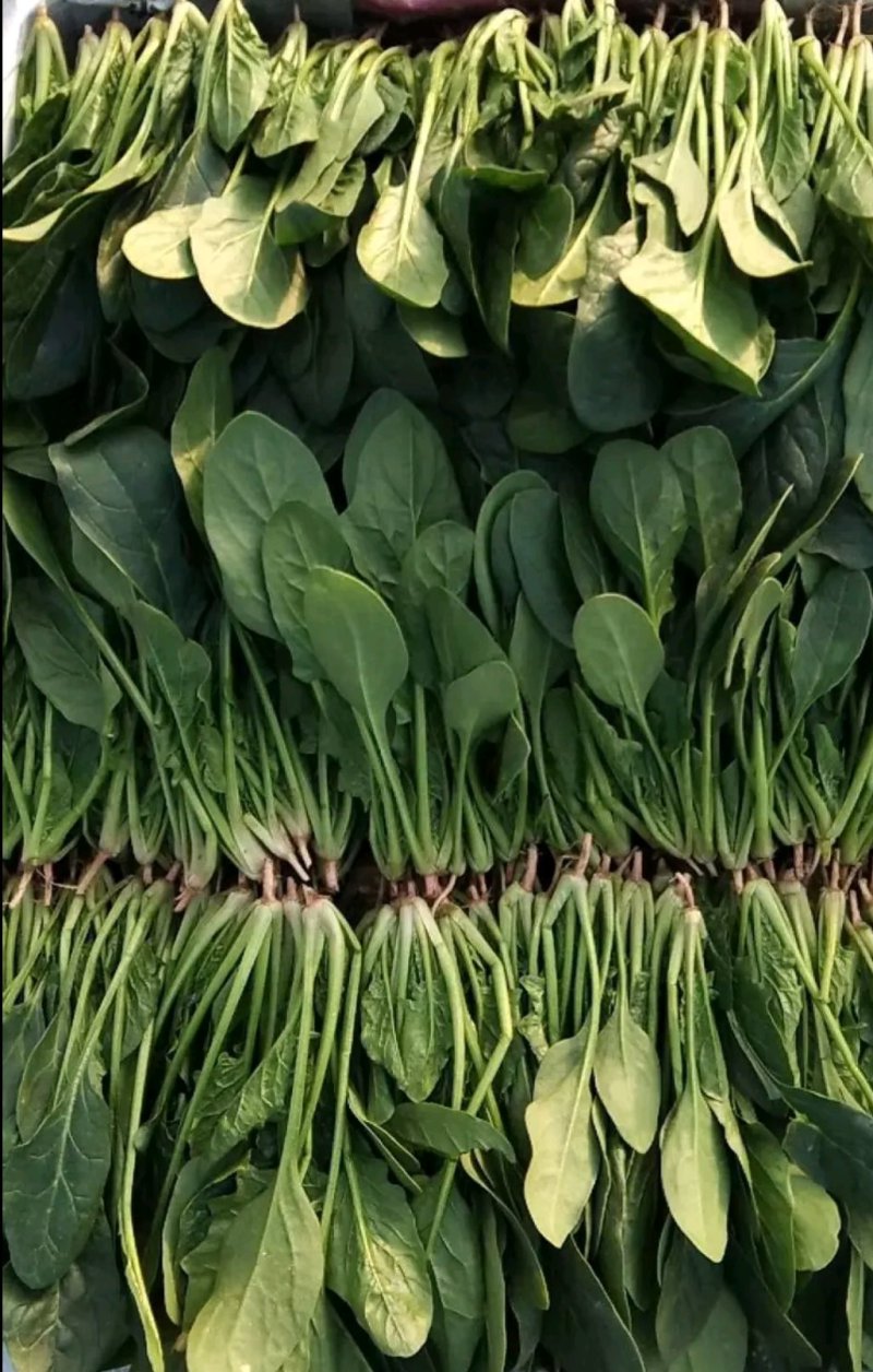 河南菠菜，精品大叶菠菜，万亩基地直供，欢迎考察选购