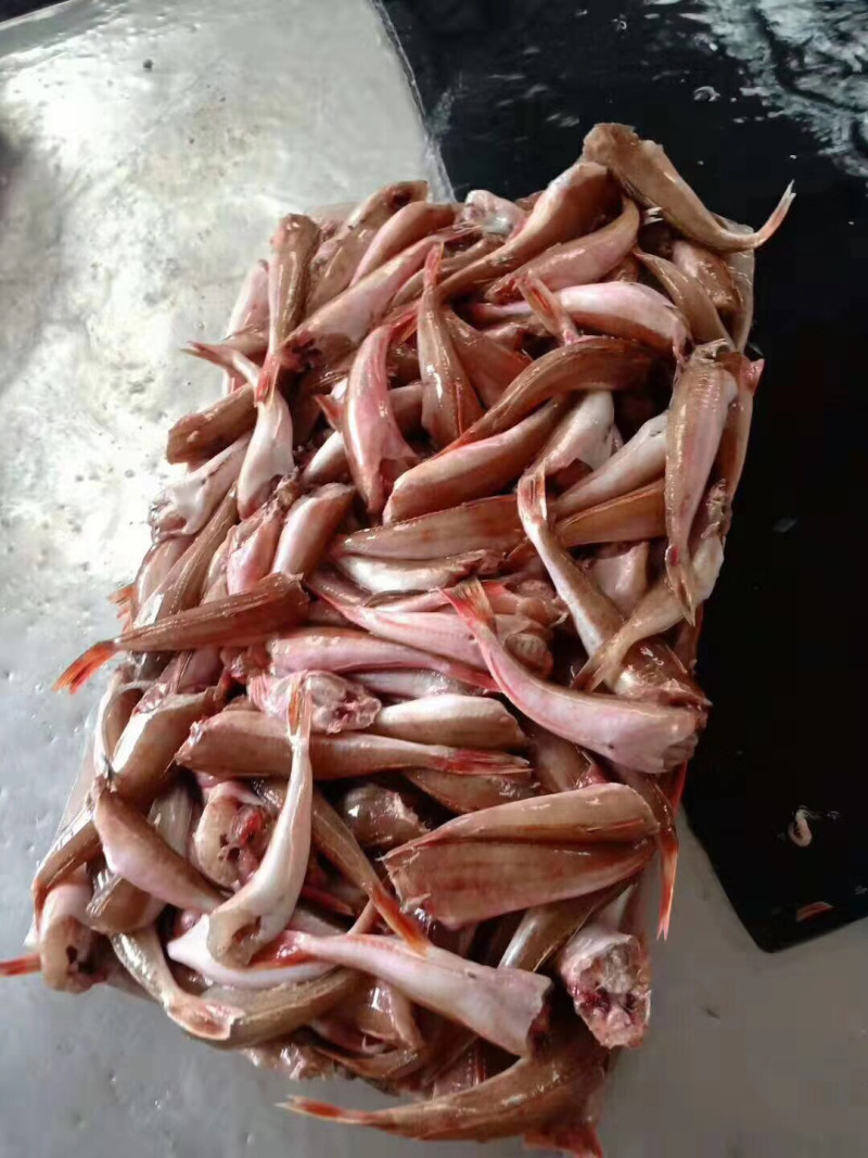 去头红头鱼红娘子鱼两去大量供应保质保量可视频看货