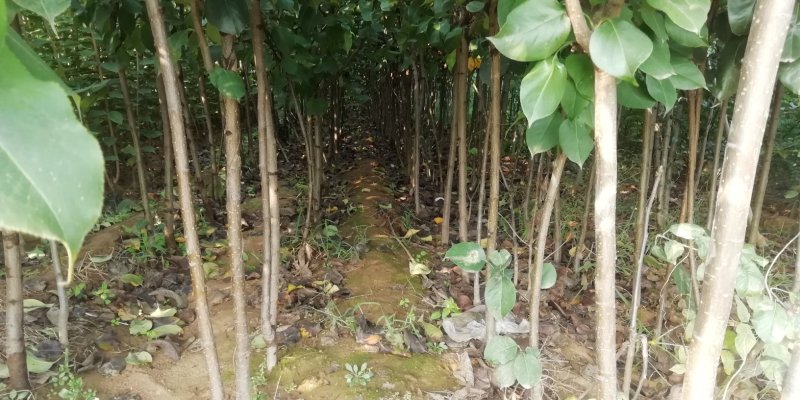 梨树4-15公分土球上车价