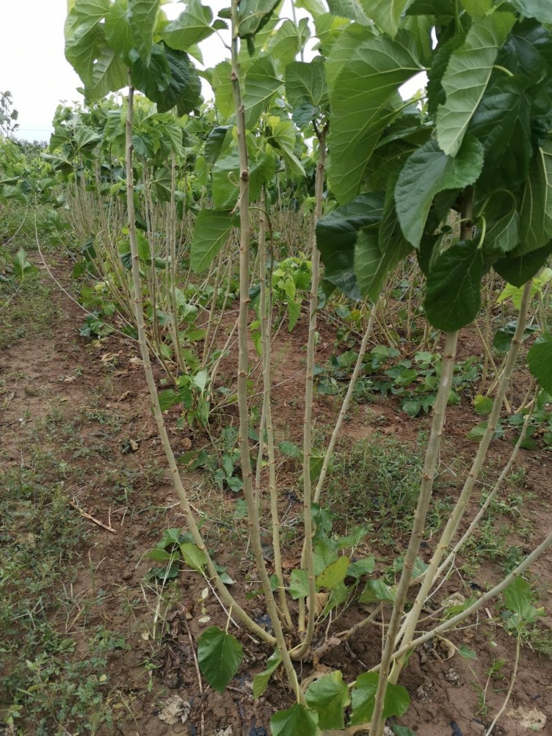 桑枝