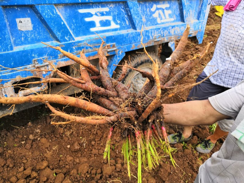 白芍芽，白芍种苗，白芍芽头，白芍芽，白芍铺棒芽