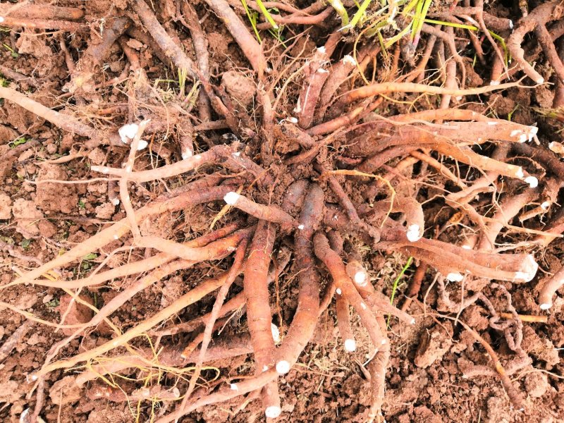 白芍芽，白芍种苗，白芍芽头，白芍芽，白芍铺棒芽