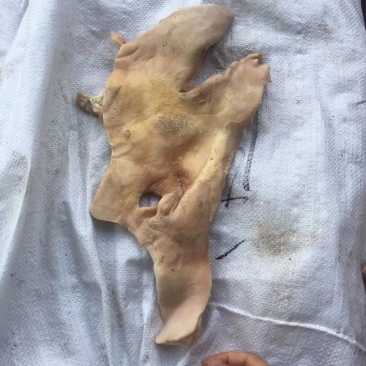 猪头皮